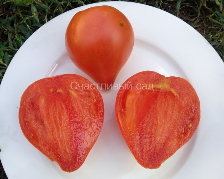 Северная корона