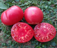 Dwarf Waverley (Гном Уэверли)