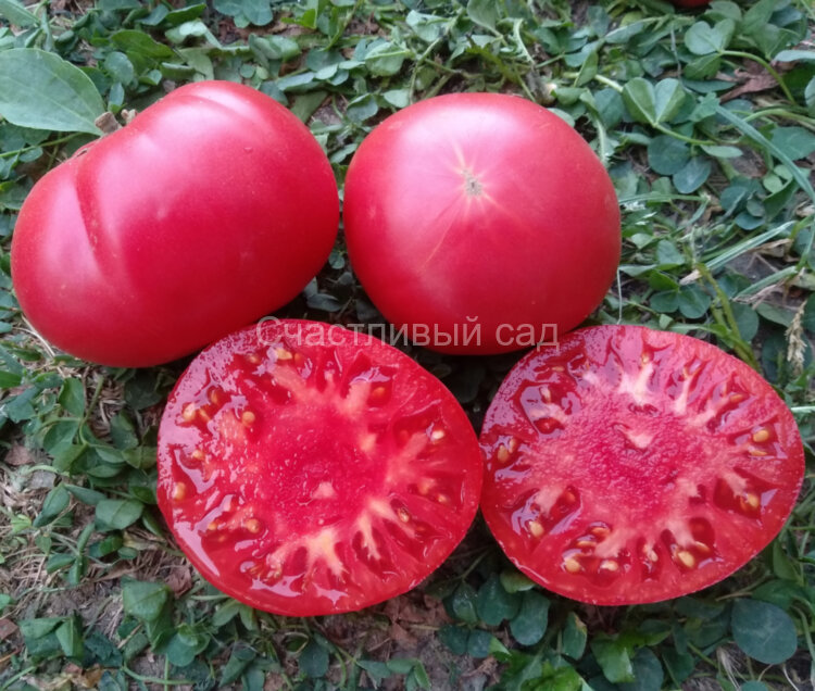 Dwarf Waverley (Гном Уэверли)