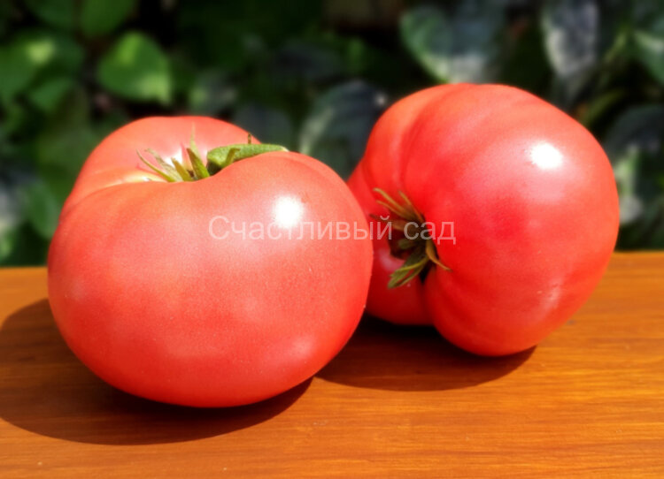 Dwarf Tasty Wine (Гном Вкусное вино)