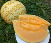 Дыня Сыкызлы (Sakizli)