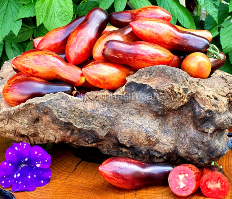 Dwarf Antho Pink Panther (Гном Розовая пантера анто) Dwarf Antho Pink Panther (Гном Розовая пантера анто)