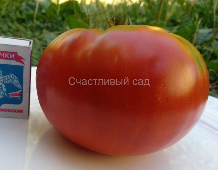 Oleyar’s German (Немецкий Олеара)