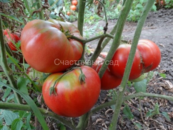 Джо Сакиг Джо Сакиг