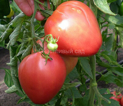 Сердце Америки