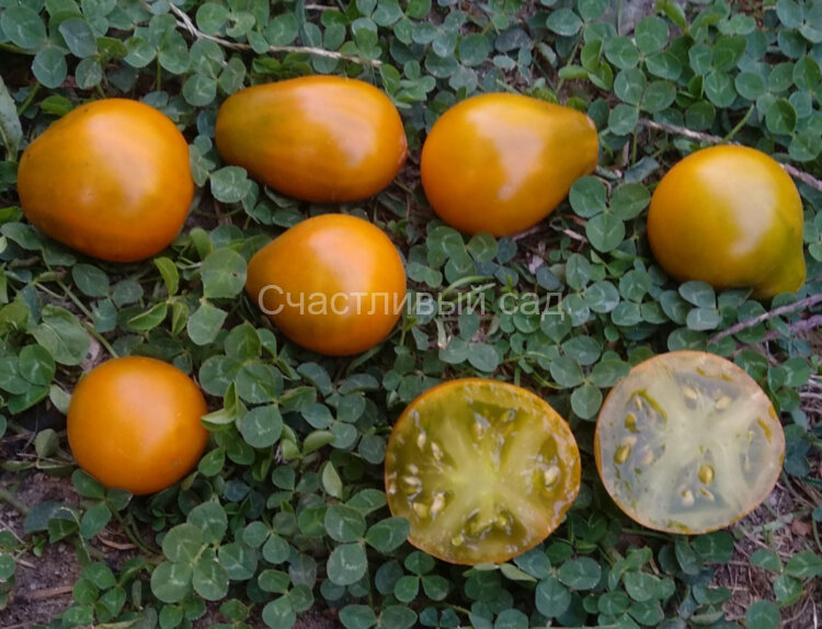 Cherokee Green Pear (Зеленая груша Чероки)