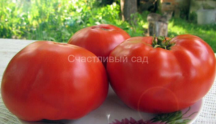 Sturt’s desert pea (Пустынный душистый горошек Стёрта)