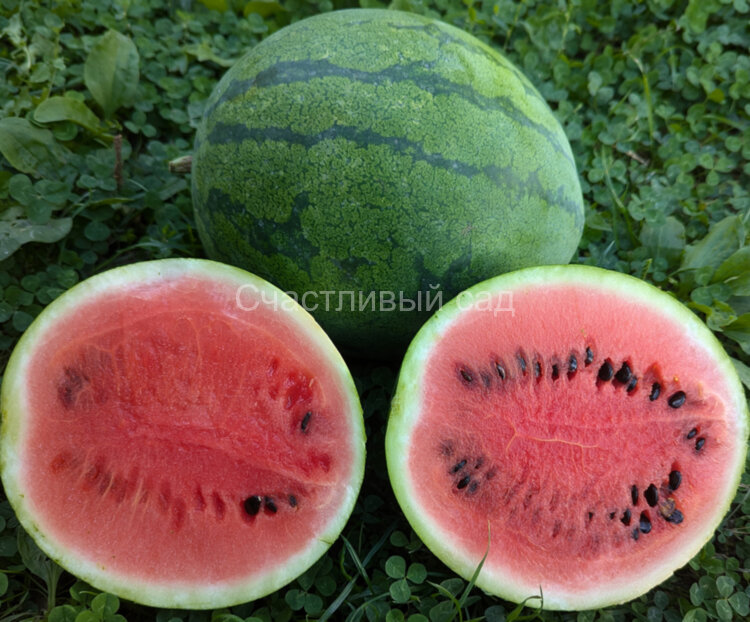 Арбуз Starlight (Звездный свет)
