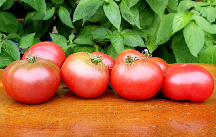 Dwarf Dainty Isabel (Гном Лакомство Изабель)