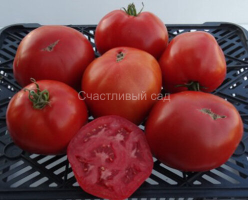 Джон Таверс