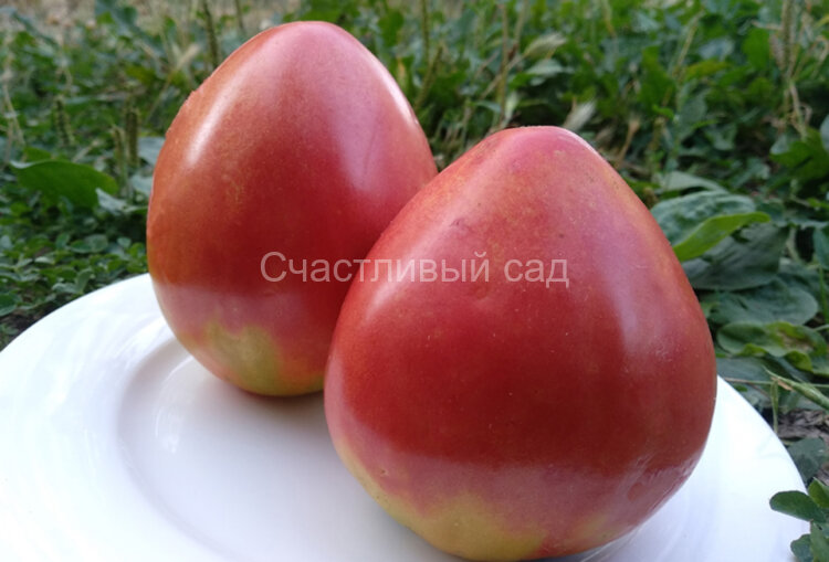 Сердце быка из Айдахо (Bull’s Heart)