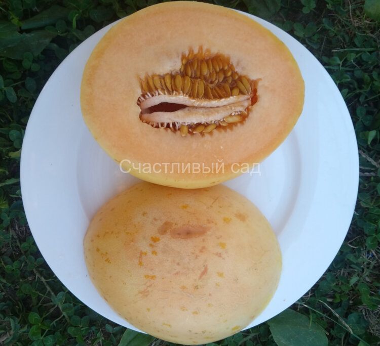 Дыня Crane Melon (дыня Крейна)