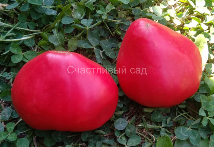 Розовый подарок