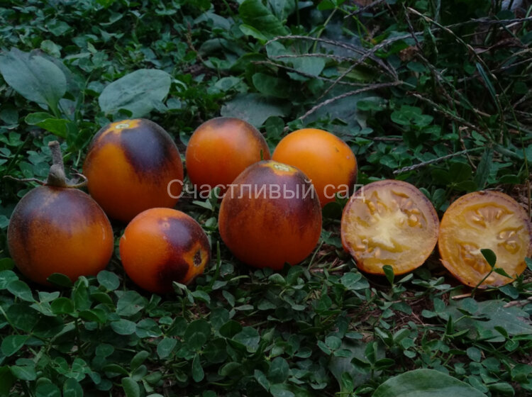 Golden crabapple (Золотая лесная яблоня)