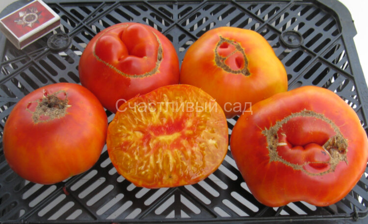 Marvel Striped (Полосатое чудо)