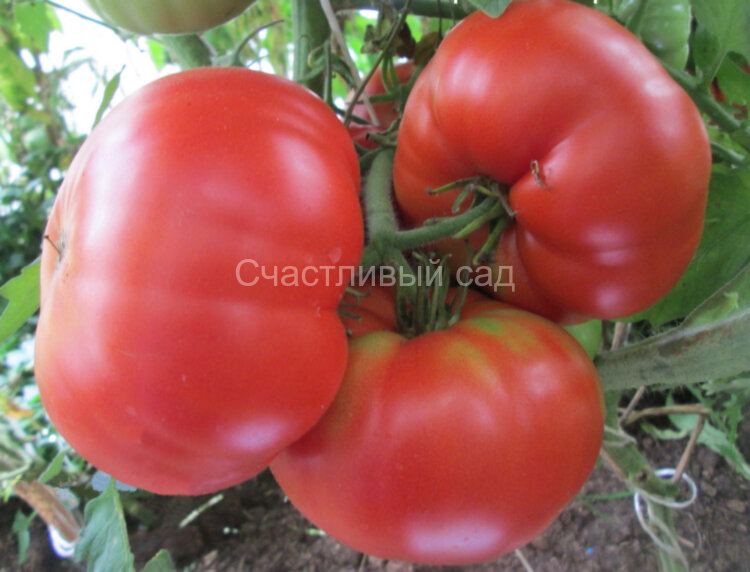 Santa Clara Canner (Санта Клара Кеннер)