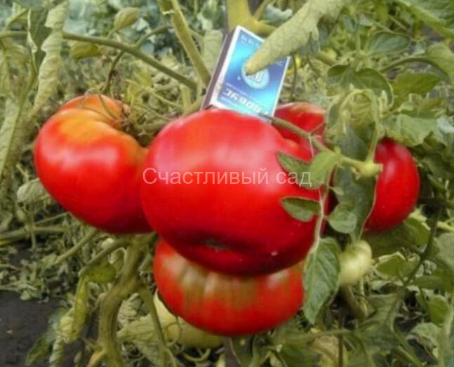 Зимаревский великан Зимаревский великан