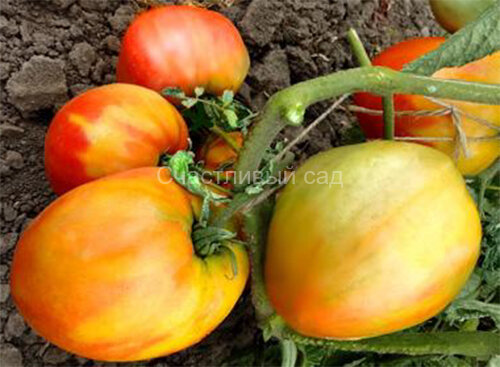 Сердце быка раннее