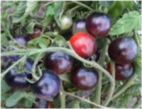 Indigo Cherry Drops (Вишневые Капли цвета Индиго)