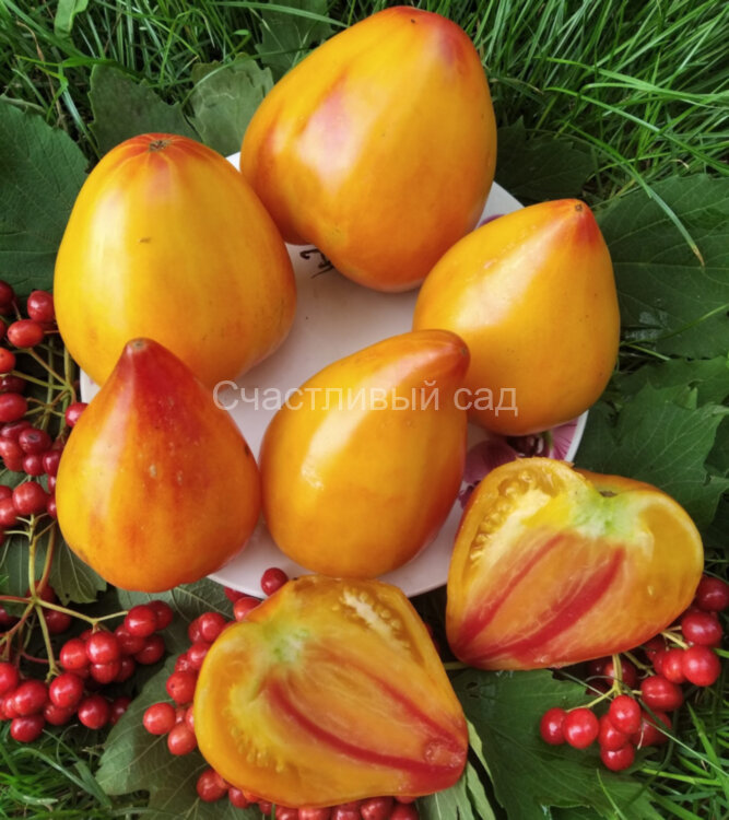 . Coeur de Boeuf Bicolore (Бычье сердце би-колор)