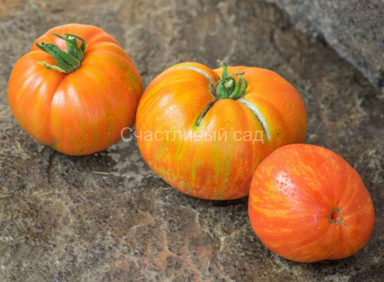 Dwarf Beauty King (Гном Прекрасный король) Dwarf Beauty King (Гном Прекрасный король)