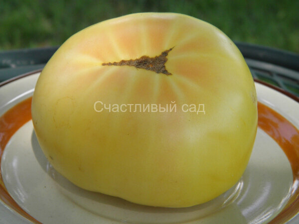 Винсент белый (Vincent’s White)