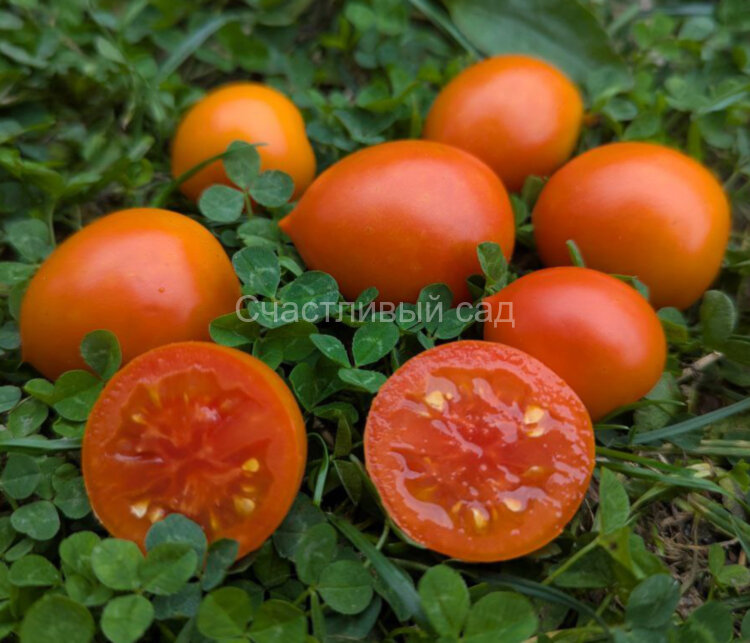 Персиковый кин (Peachy Keen)