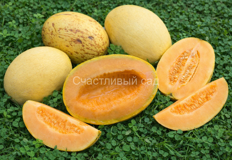 Дыня Мельба