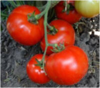 Королева рынка