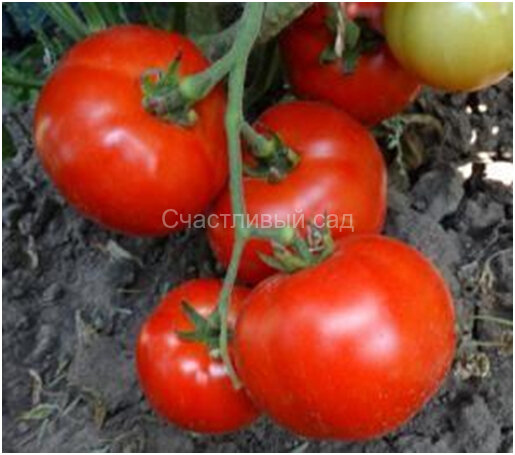 Королева рынка