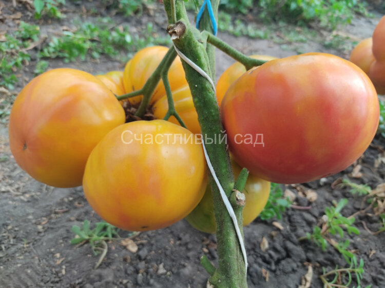 Mermaid (Русалка)