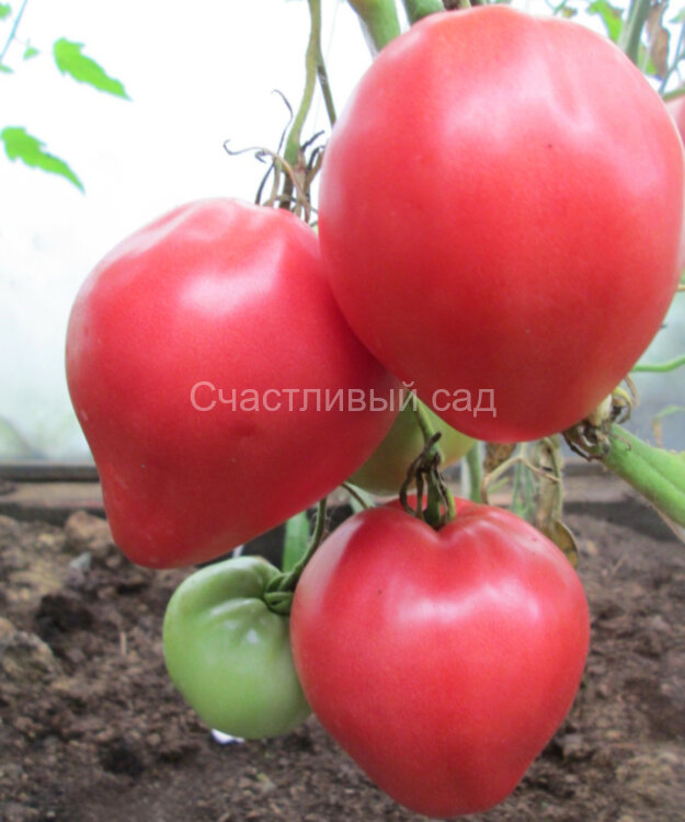 Бычок розовый