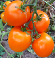 Лунное сияние