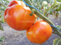 Minnie’s Pin stripe (Минни Пин Страйп)