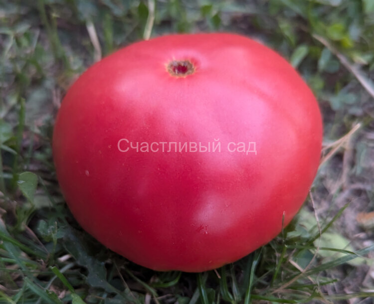 Калужский великан