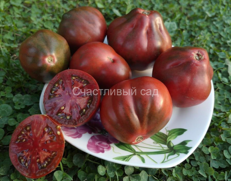 Винный кувшин (Wine jug)