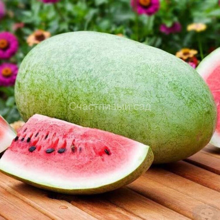 Арбуз Чарльстон Грей (Charleston Grey)
