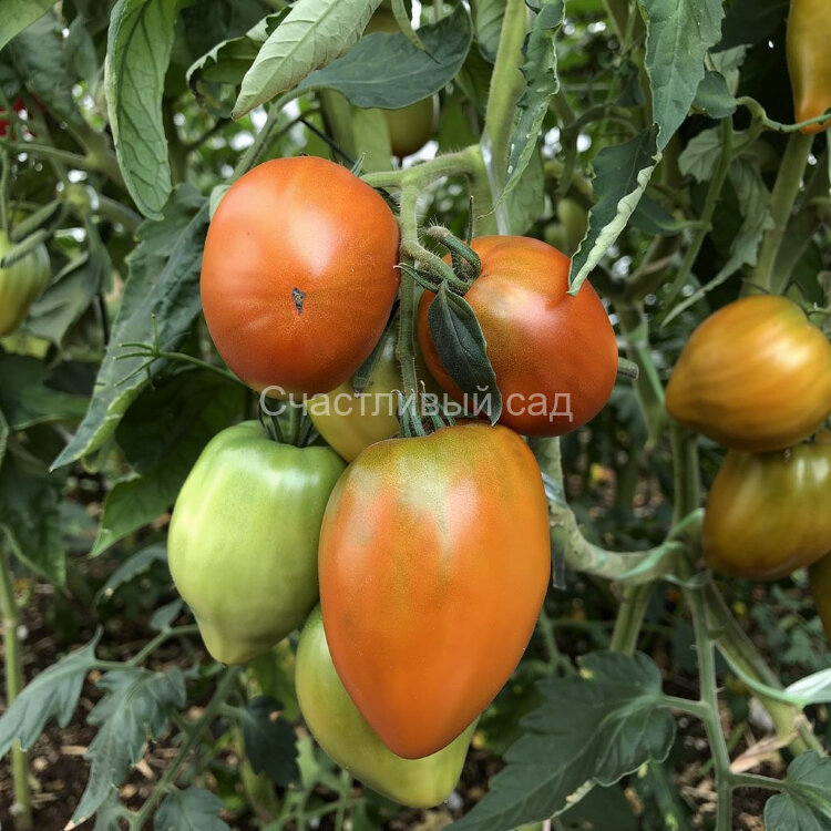 Суровая дыня немцев Поволжья (Severe Melon) 