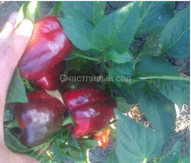 Перец Красное чудо