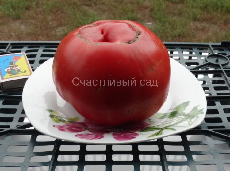 Sylvan Gaume (Сильван Гом )