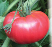 Китайский великан