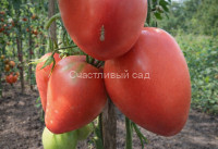 Пудовик (Севрюга)