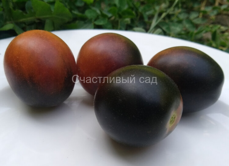 Mocha's Cherry Dwarf (Гном вишня Мокко, Гном черри Мокко)