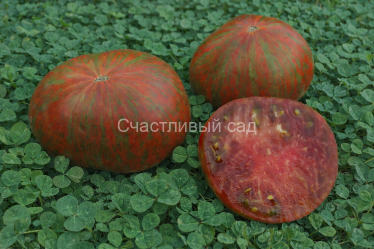 Chocolate Lightning Dwarf (Шоколадная молния)