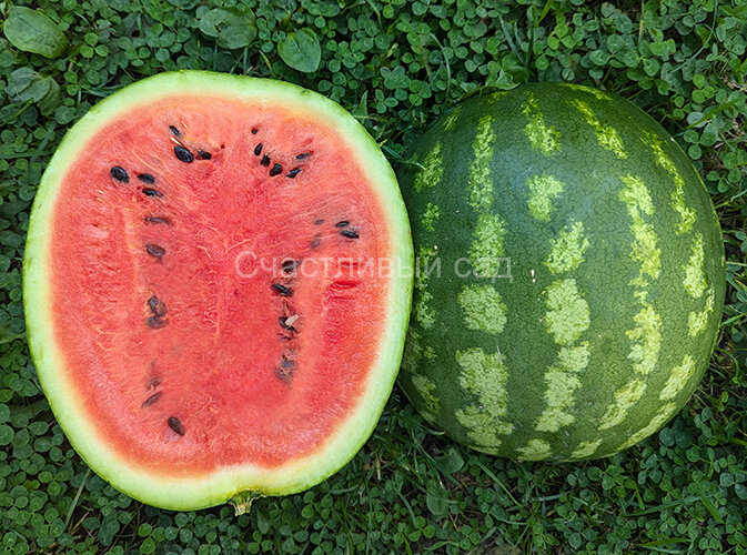 Арбуз Suiko 200