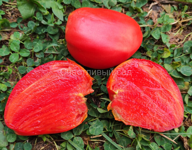 Скрытое сокровище вечной Земли (Hidden Treasures Of A Timeless)