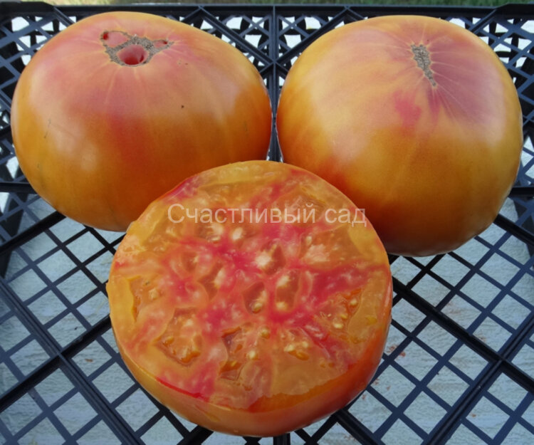 Oaxacan Jewel (Оаксаканская драгоценность)