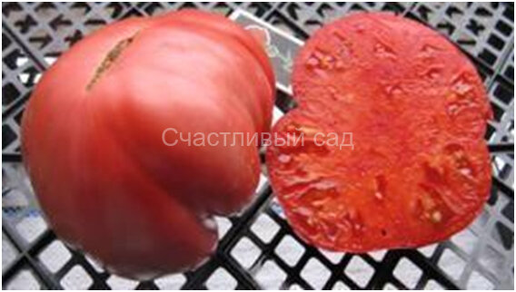 Коготь медведя