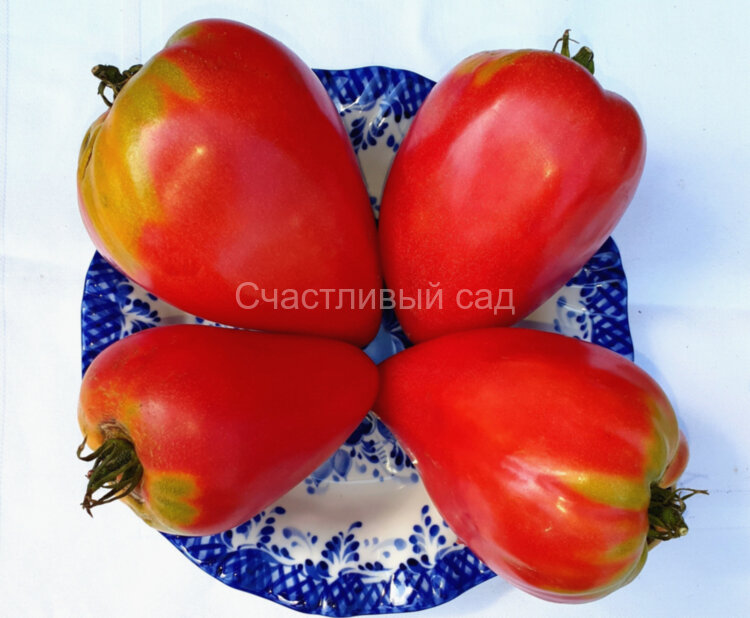 Сердце теленка (Calf’s Heart)