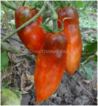 OSU O Blonde Avec Tetons OSU O Blonde Avec Tetons